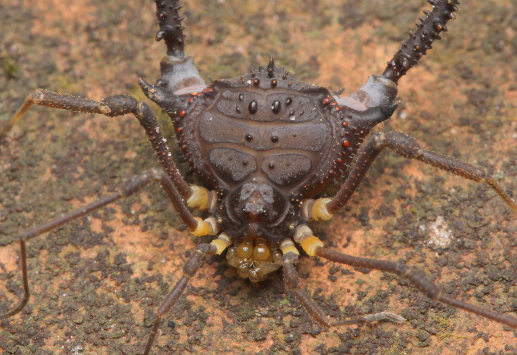 daddy longlegs