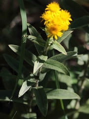 Pentanema germanicum