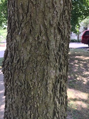 Celtis occidentalis