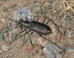 Cicindela punctulata punctulata
