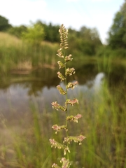 Beckmannia eruciformis