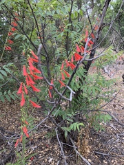Penstemon barbatus