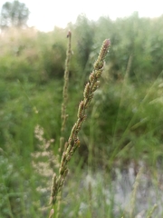 Beckmannia eruciformis