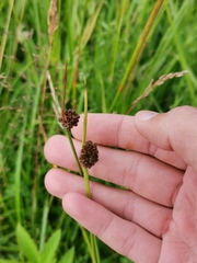 Juncus conglomeratus