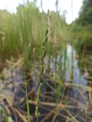 Beckmannia eruciformis