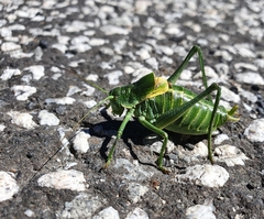 Polysarcus denticauda