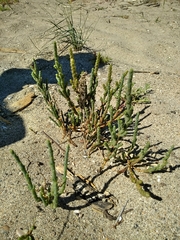 Arthrocaulon macrostachyum