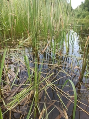 Beckmannia eruciformis