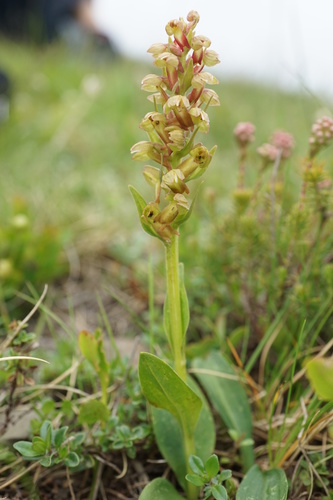 Frog Orchid