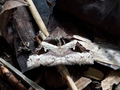 Avatha bubo