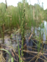 Beckmannia eruciformis