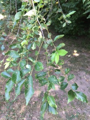 Ulmus pumila