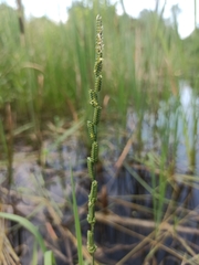Beckmannia eruciformis