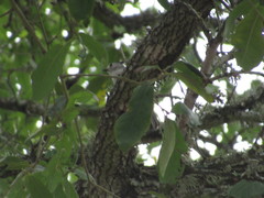 Baeolophus atricristatus