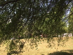 Ulmus pumila