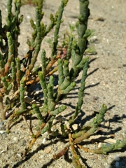 Arthrocaulon macrostachyum