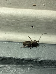 Cyphoderris