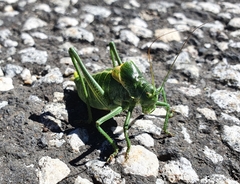 Polysarcus denticauda