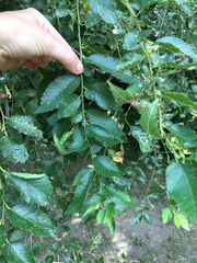 Ulmus pumila