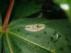 Phyllonorycter joannisi