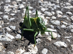 Polysarcus denticauda