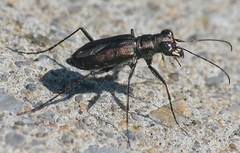 Cicindela punctulata punctulata