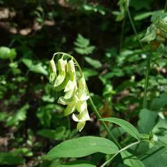 Lathyrus laevigatus occidentalis