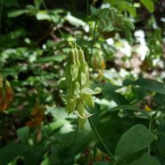 Lathyrus laevigatus occidentalis