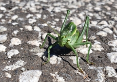Polysarcus denticauda