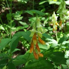 Lathyrus laevigatus occidentalis