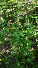 Lathyrus laevigatus occidentalis