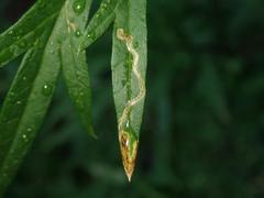 Liriomyza demeijerei