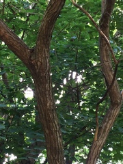 Ulmus pumila