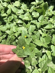 Calyptocarpus vialis