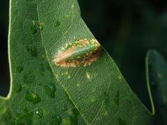 Phyllonorycter quercifoliella