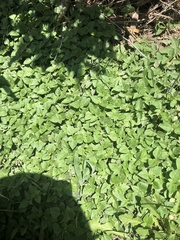 Calyptocarpus vialis