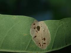 Phyllonorycter quercifoliella
