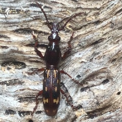 Arrhenodes minutus
