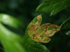 Phytomyza artemisivora