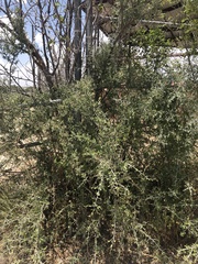 Sarcomphalus obtusifolius