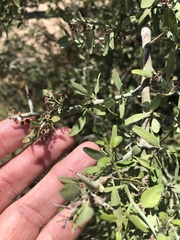 Sarcomphalus obtusifolius