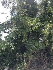 Parthenocissus quinquefolia