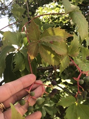 Parthenocissus quinquefolia