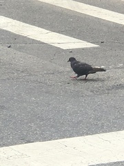 Columba livia domestica