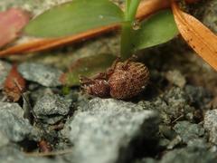 Otiorhynchus crataegi