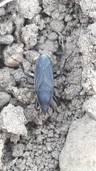 Neurocladus brachiidens