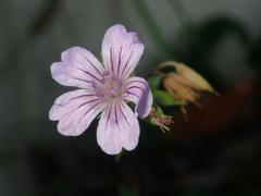 Geranium nodosum