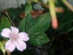 Geranium nodosum