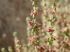 Galium parishii