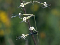 Silene multiflora